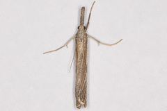Agriphila attenuatus