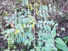 Indigofera thibaudiana