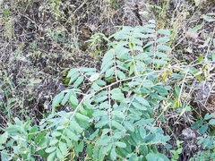Indigofera thibaudiana