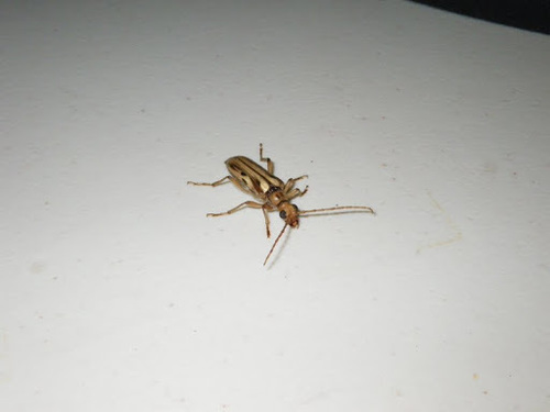 iNaturalist observation photo of Ortholeptura valida
