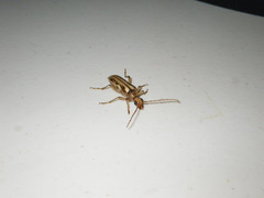 Ortholeptura valida