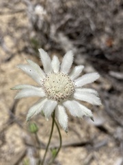 Actinotus leucocephalus