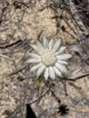 Actinotus leucocephalus