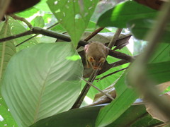 Mesophylla macconnelli