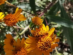 Ochraethes pollinosus