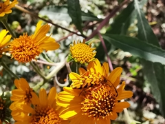 Ochraethes pollinosus