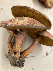 Suillus decipiens
