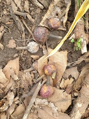 Eukoebelea australiensis