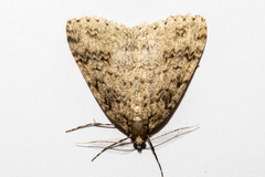 Pseudocoremia rudisata