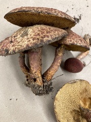 Suillus decipiens
