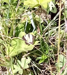 Belenois creona boguensis