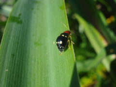 Gynandrobrotica lepida