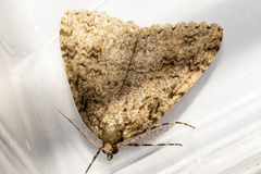 Pseudocoremia rudisata