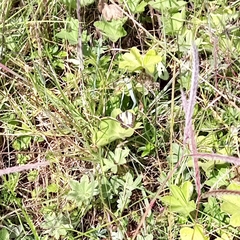 Belenois creona boguensis
