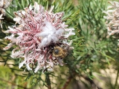 Serruria pedunculata