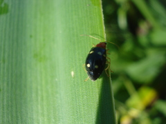 Gynandrobrotica lepida
