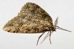 Pseudocoremia rudisata