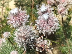 Serruria pedunculata