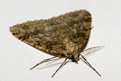 Pseudocoremia rudisata