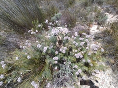 Serruria pedunculata