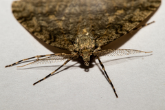 Pseudocoremia rudisata