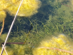Najas guadalupensis