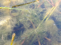 Najas guadalupensis