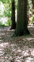 Sciurus carolinensis