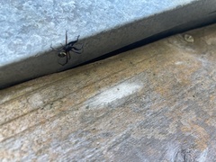 Steatoda cingulata