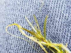 Najas guadalupensis