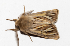 Ichneutica ceraunias