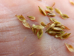 Carex tahoensis