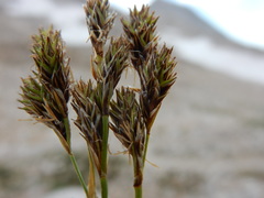 Carex tahoensis