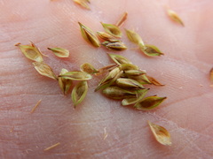 Carex tahoensis