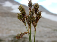 Carex tahoensis