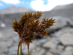 Carex tahoensis