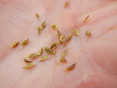 Carex tahoensis
