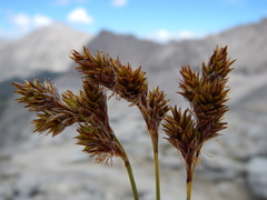 Carex tahoensis