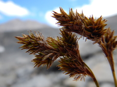 Carex tahoensis