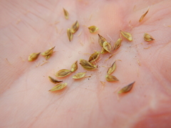 Carex tahoensis