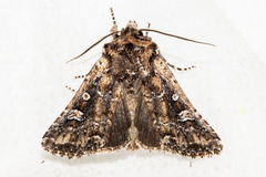 Ichneutica lithias