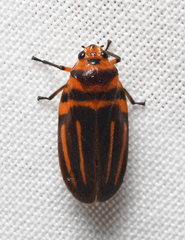 Ocoaxo lineatus