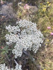 Micrantha
