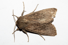 Ichneutica nullifera