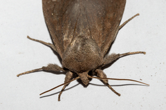 Ichneutica nullifera