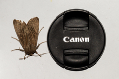 Ichneutica nullifera