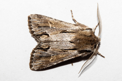 Ichneutica paracausta