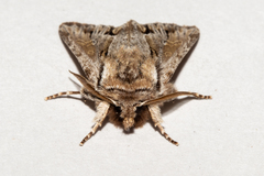 Ichneutica paracausta