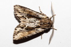 Ichneutica paracausta