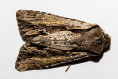 Ichneutica paracausta